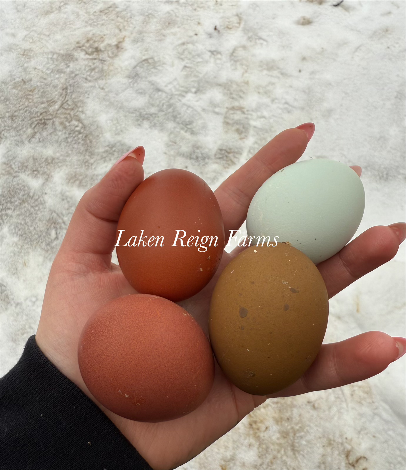 Blooms & Speckles Rainbow Hatching Eggs chance for Fibro