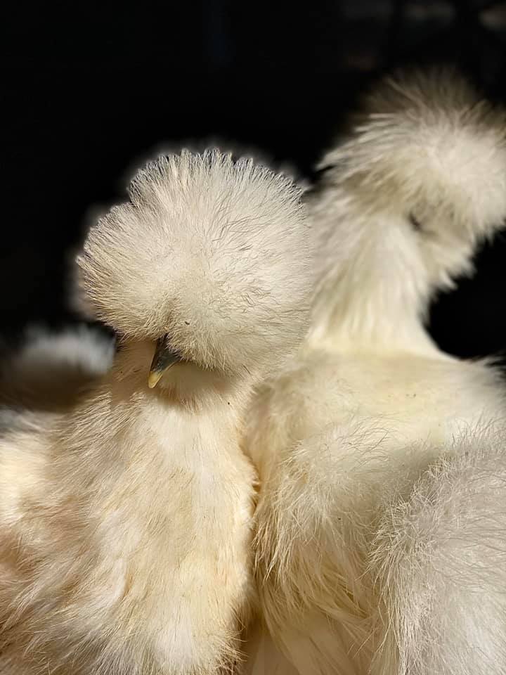 Calico Silkie Project Pen