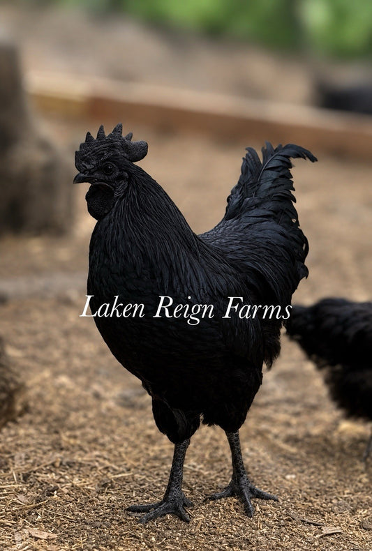 Ayam Cemani