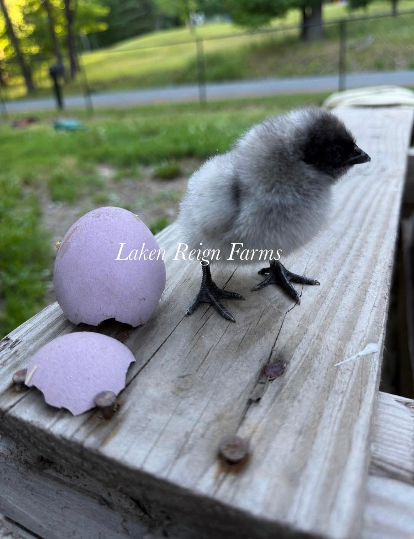 Blooms & Speckles Rainbow Hatching Eggs chance for Fibro