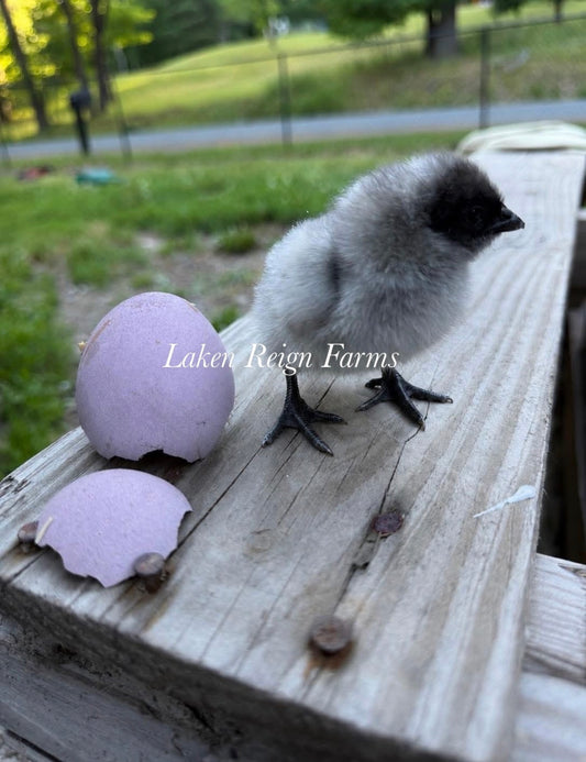 Blooms & Speckles Rainbow Hatching Eggs chance for Fibro