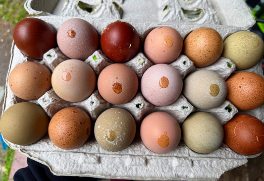 Blooms & Speckles Rainbow Hatching Eggs chance for Fibro