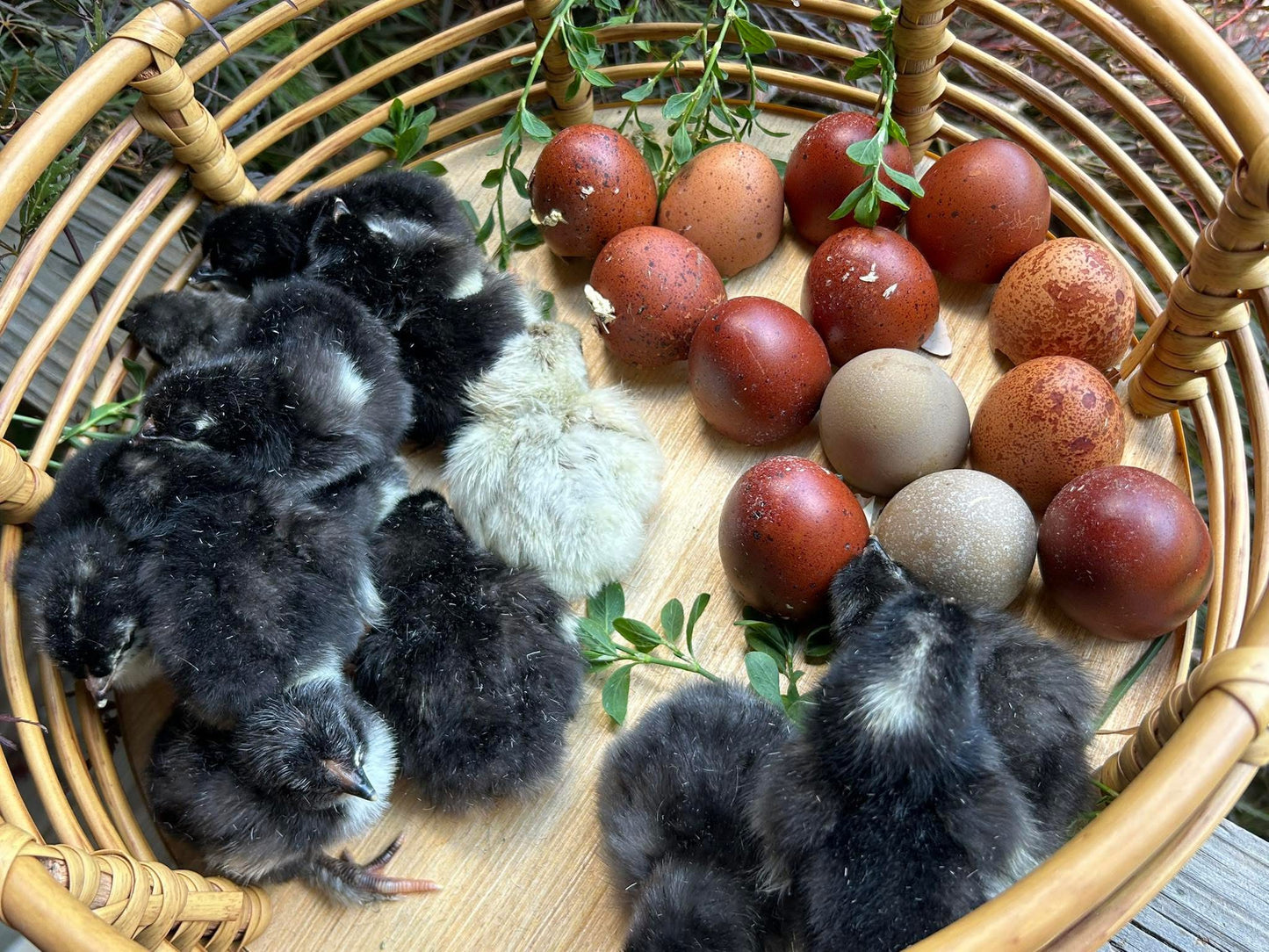 Blooms & Speckles Rainbow Hatching Eggs chance for Fibro