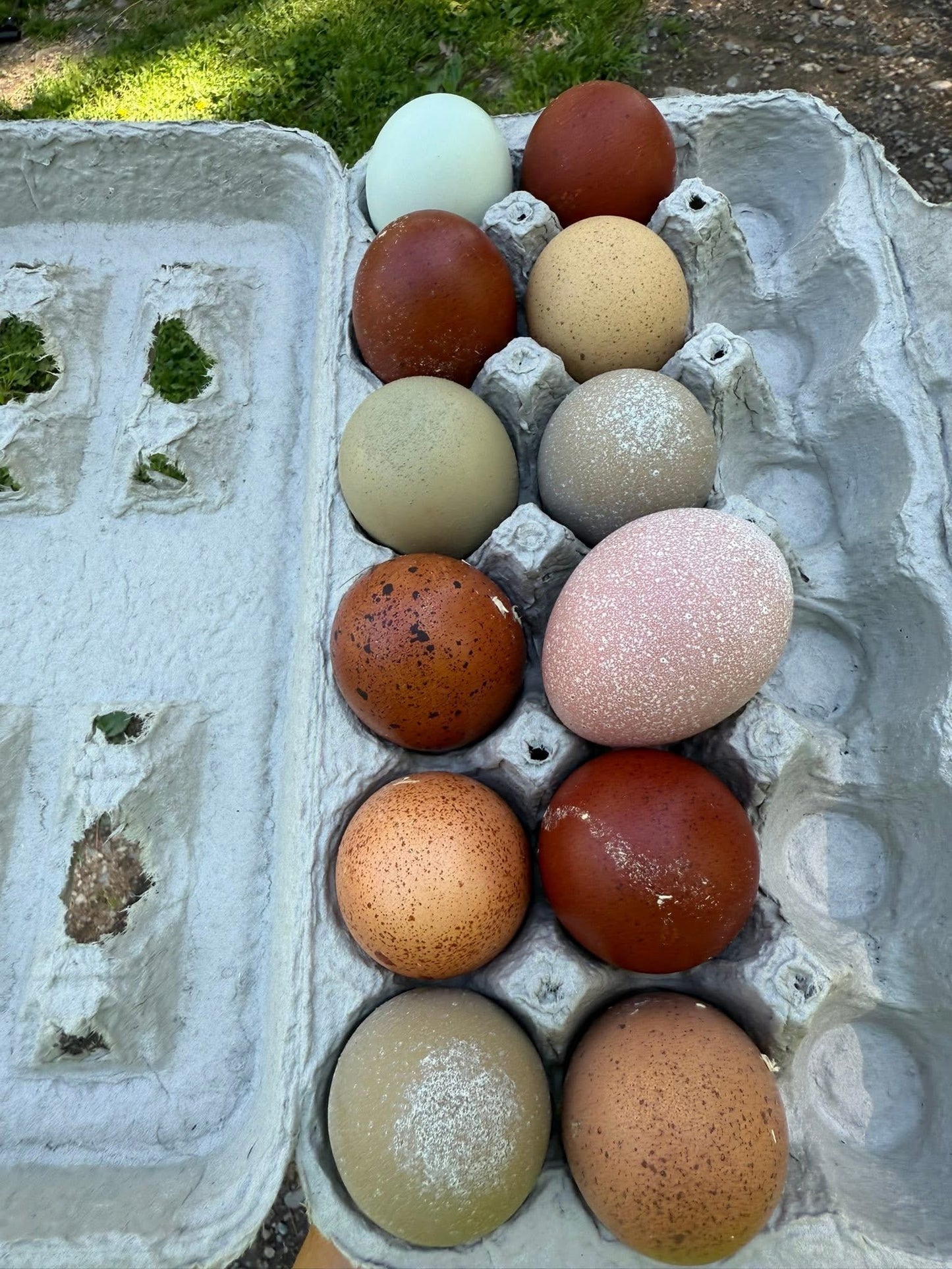 Blooms & Speckles Rainbow Hatching Eggs chance for Fibro