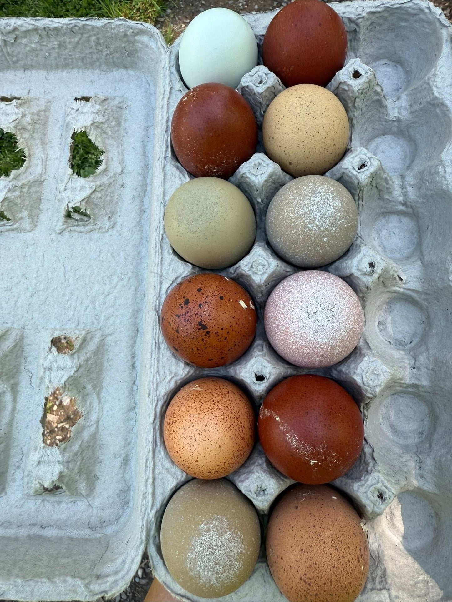 Blooms & Speckles Rainbow Hatching Eggs chance for Fibro