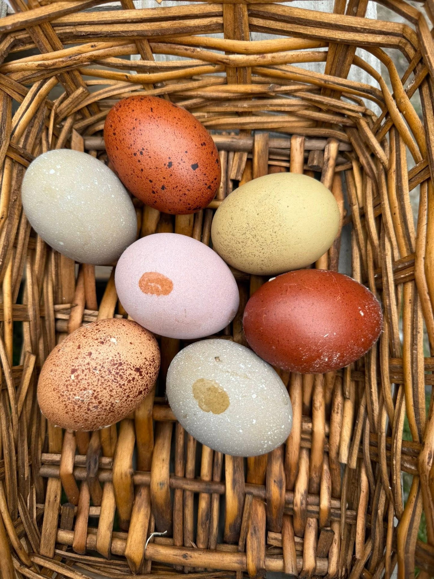 Blooms & Speckles Rainbow Hatching Eggs chance for Fibro