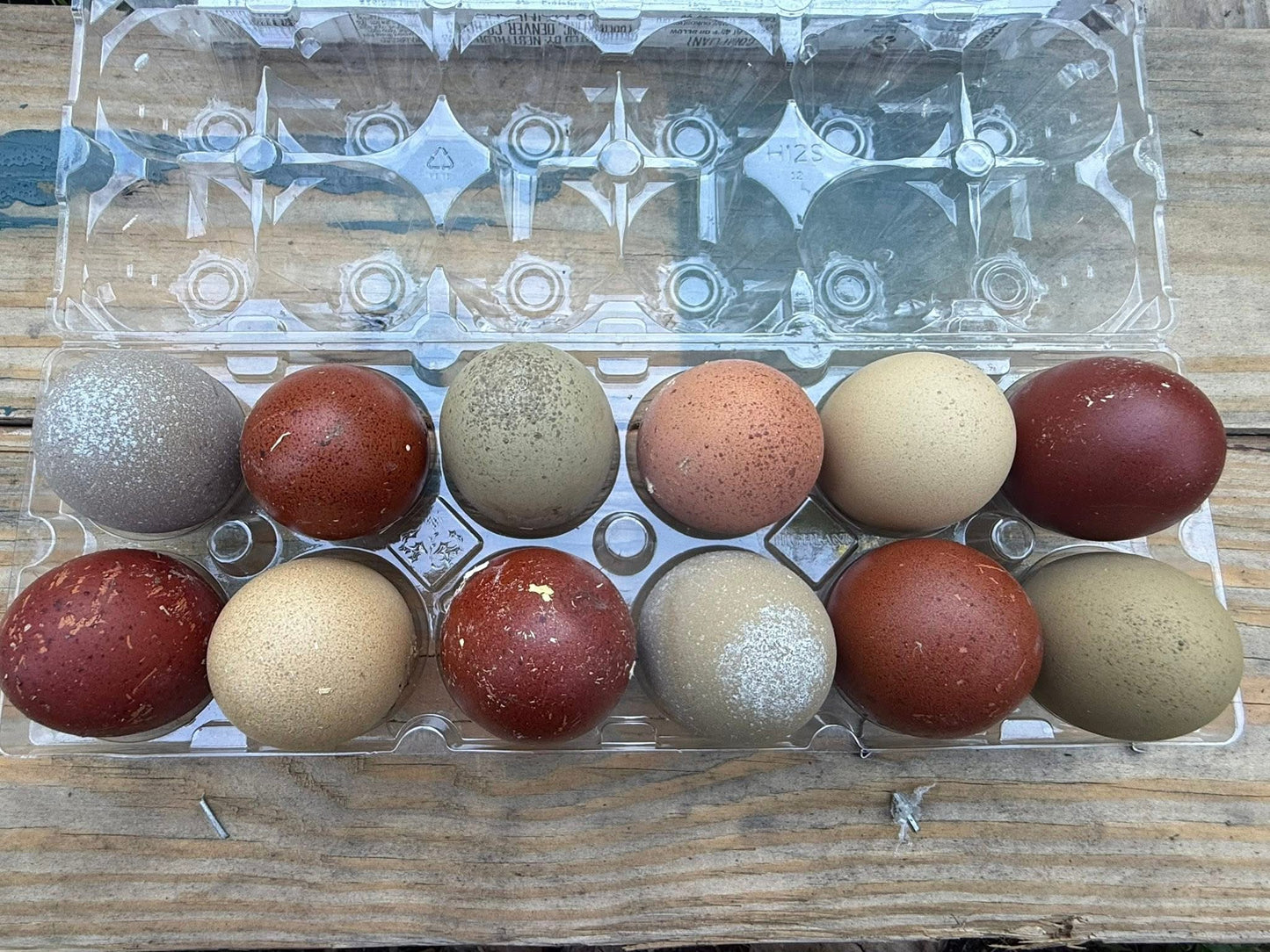 Blooms & Speckles Rainbow Hatching Eggs chance for Fibro