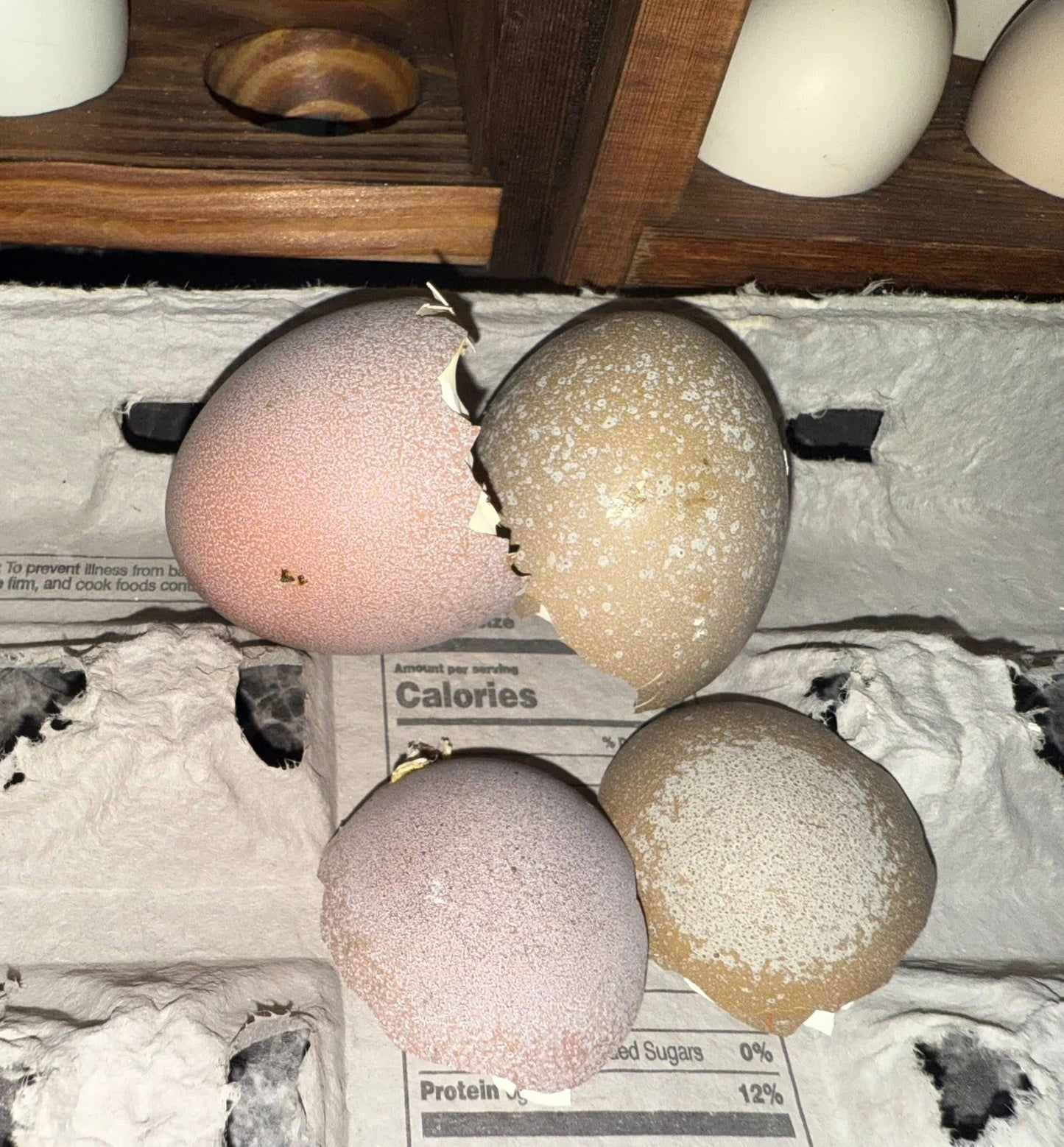 Blooms & Speckles Rainbow Hatching Eggs chance for Fibro