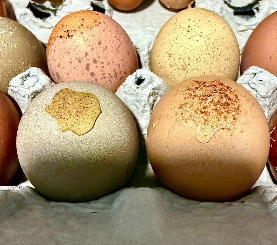 Blooms & Speckles Rainbow Hatching Eggs chance for Fibro