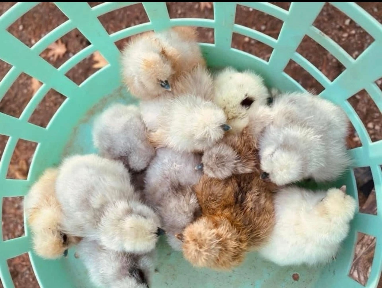 Calico Silkie Project Pen