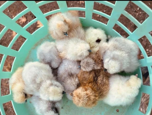 Calico Silkie Project Pen