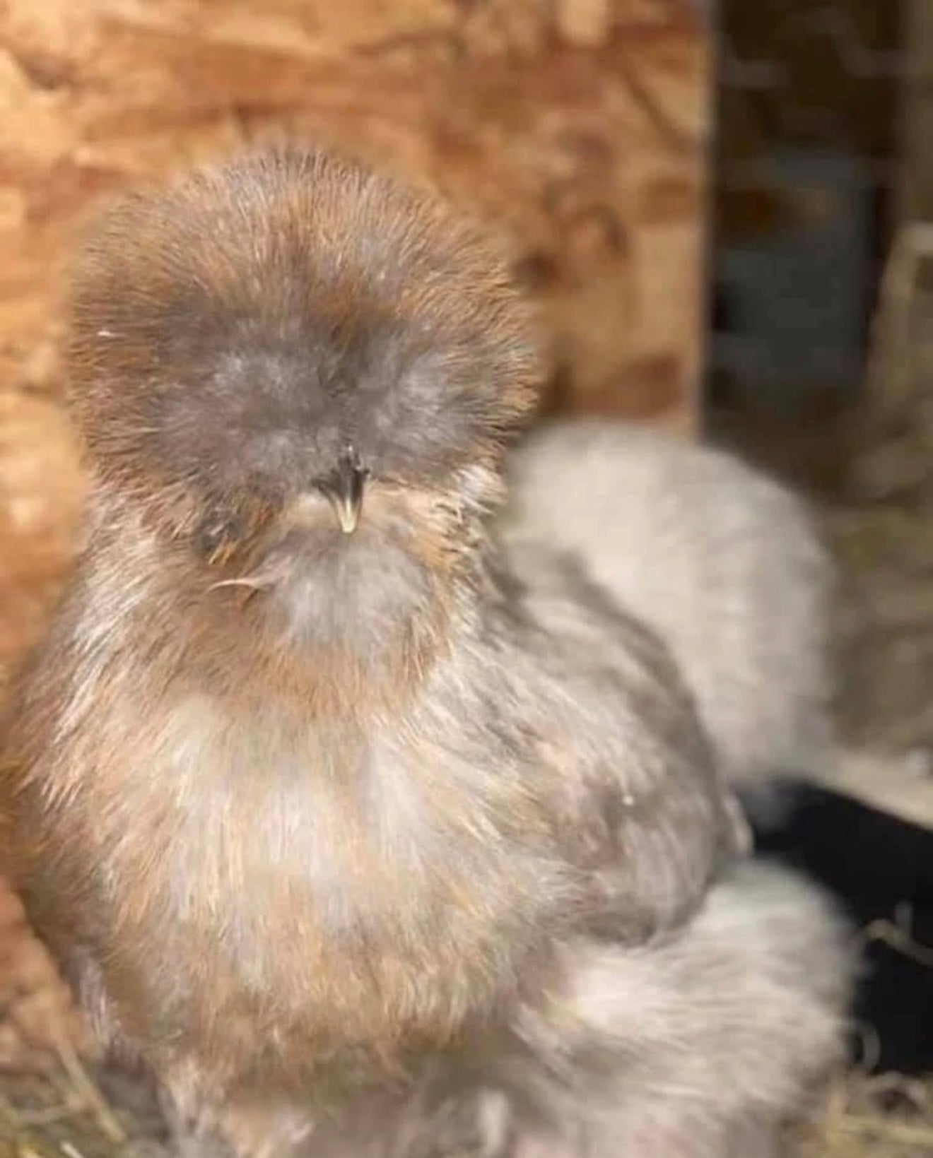 Calico Silkie Project Pen