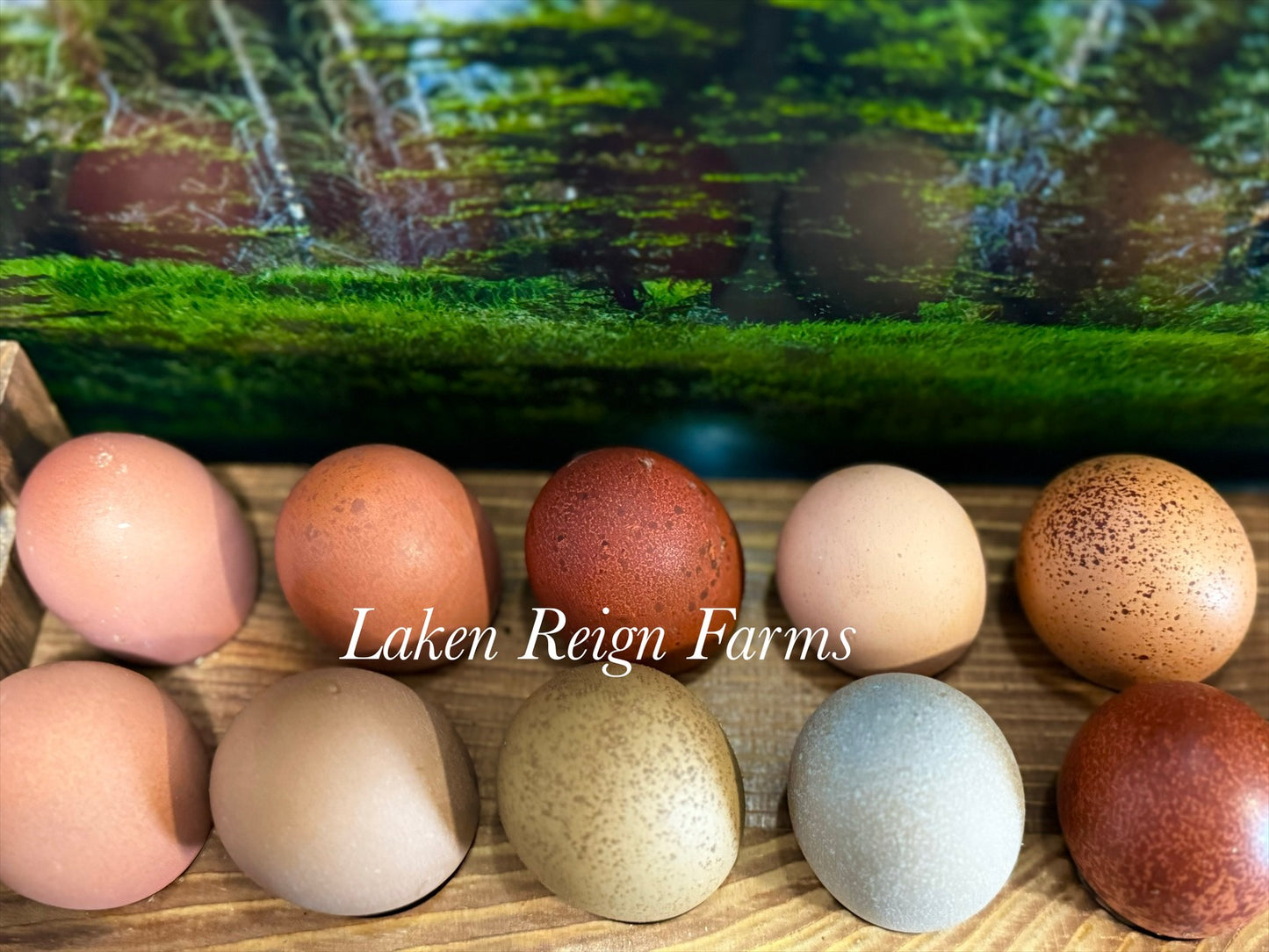 Blooms & Speckles Rainbow Hatching Eggs chance for Fibro