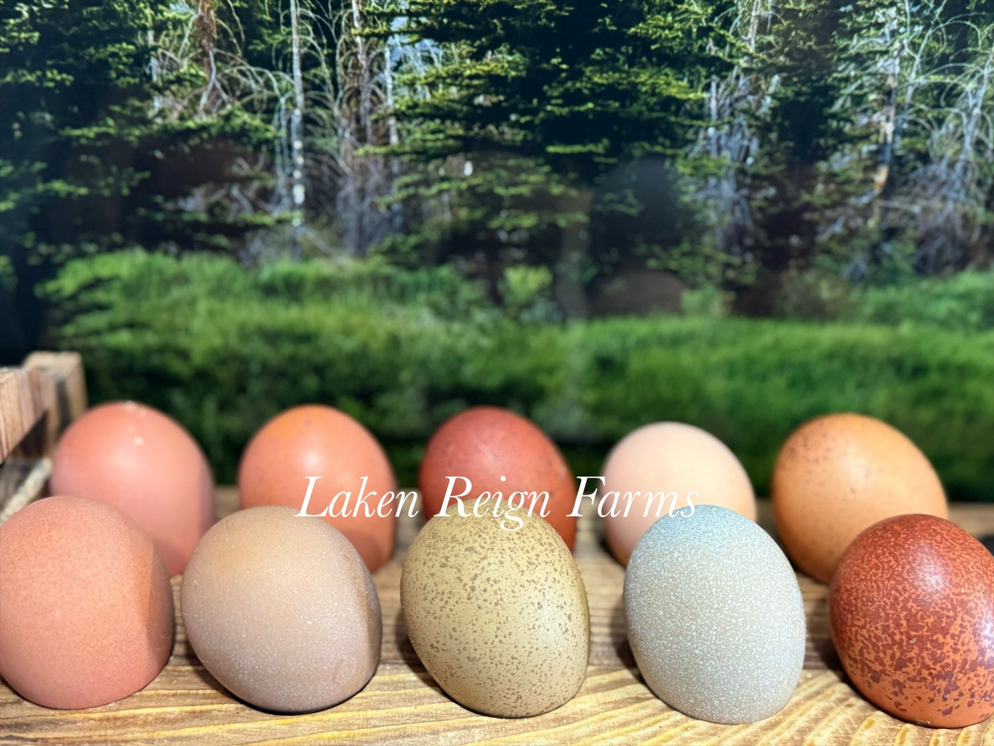 Blooms & Speckles Rainbow Hatching Eggs chance for Fibro