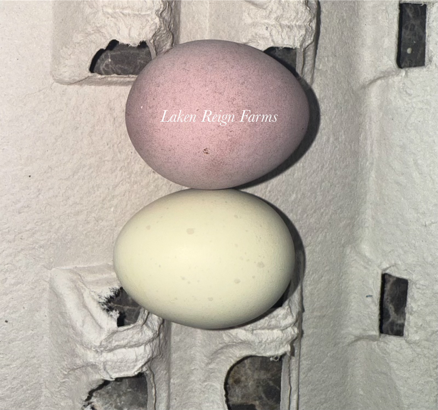 Blooms & Speckles Rainbow Hatching Eggs chance for Fibro
