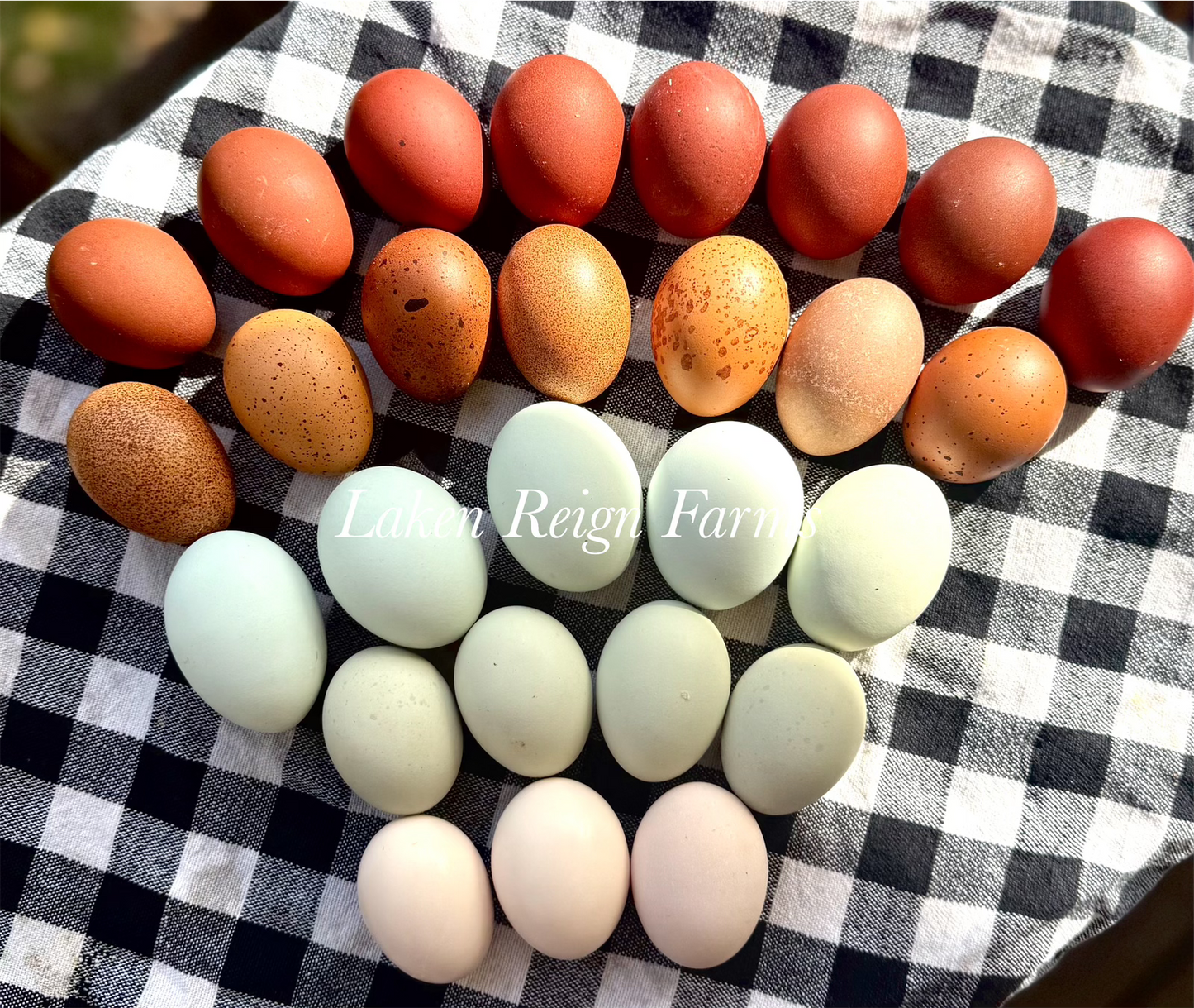 Blooms & Speckles Rainbow Hatching Eggs chance for Fibro