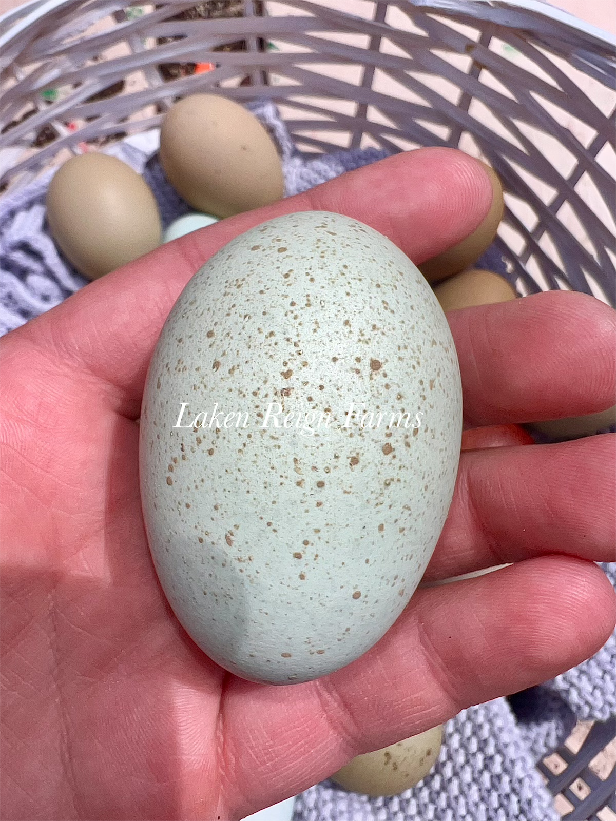 Blooms & Speckles Rainbow Hatching Eggs chance for Fibro