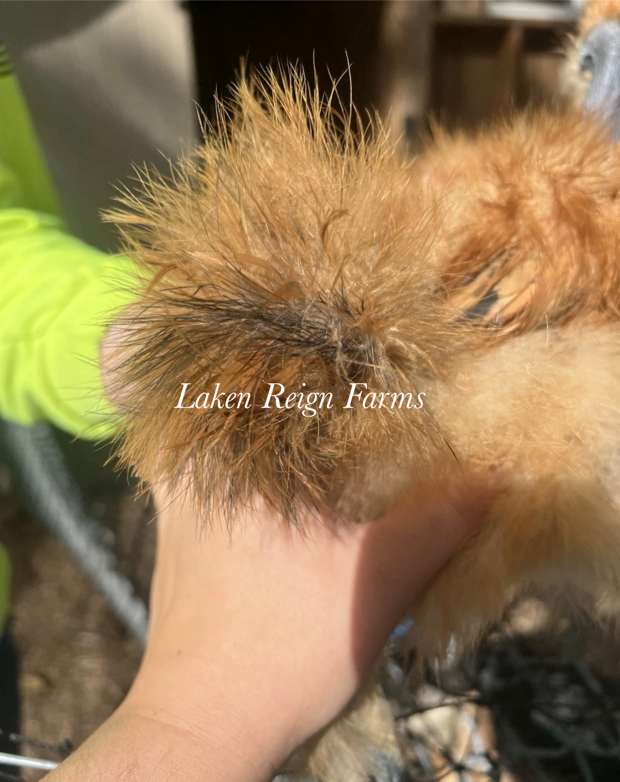 Calico Silkie Project Pen