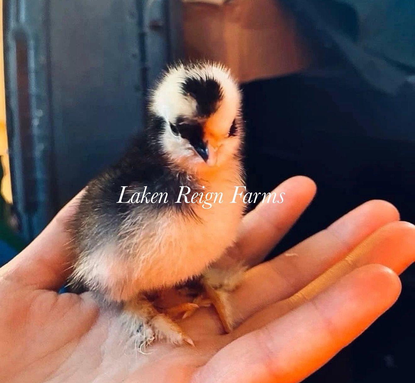 Calico Silkie Project Pen