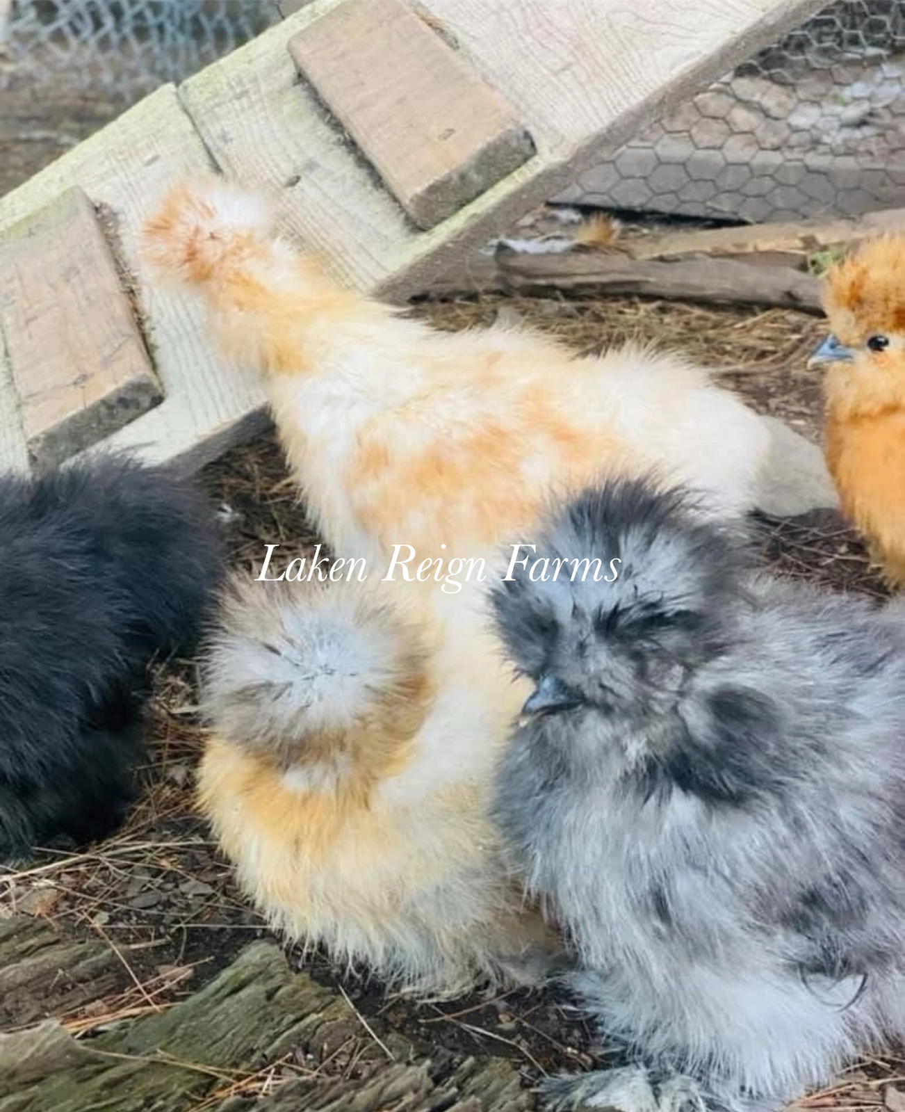 Calico Silkie Project Pen