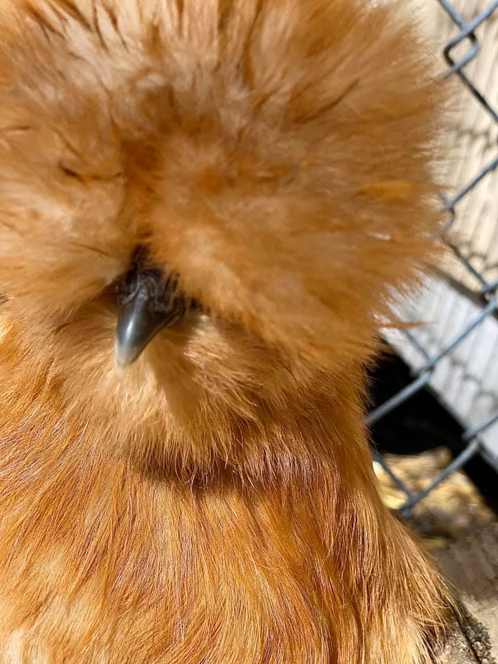 Calico Silkie Project Pen