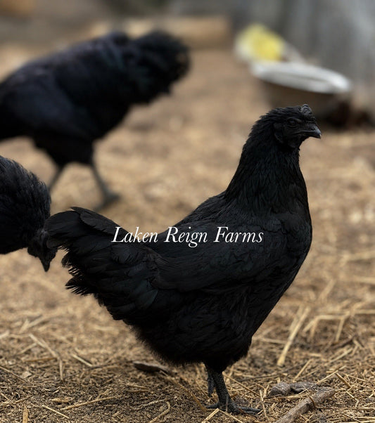 Ayam Cemani