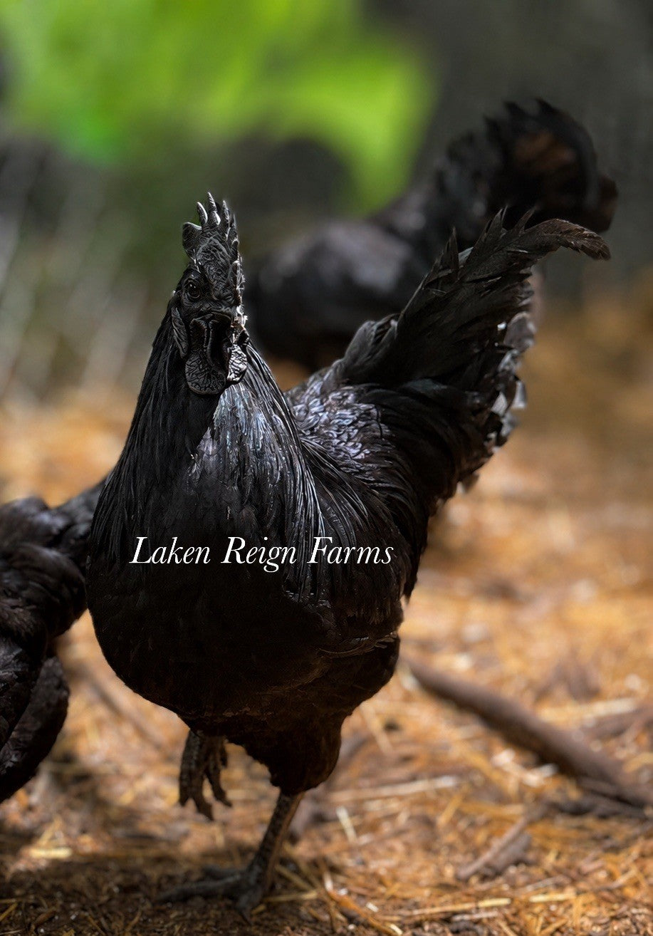 Ayam Cemani