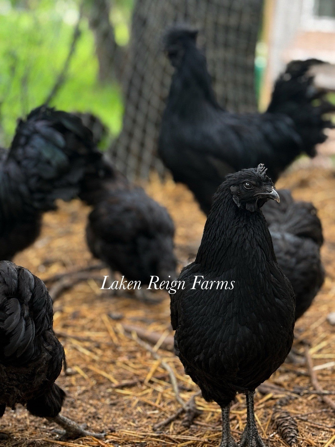 Ayam Cemani